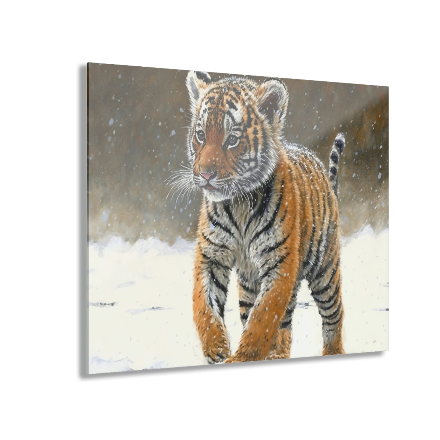Siberian Tiger Cub Acrylic Prints (French Cleat Hanging)