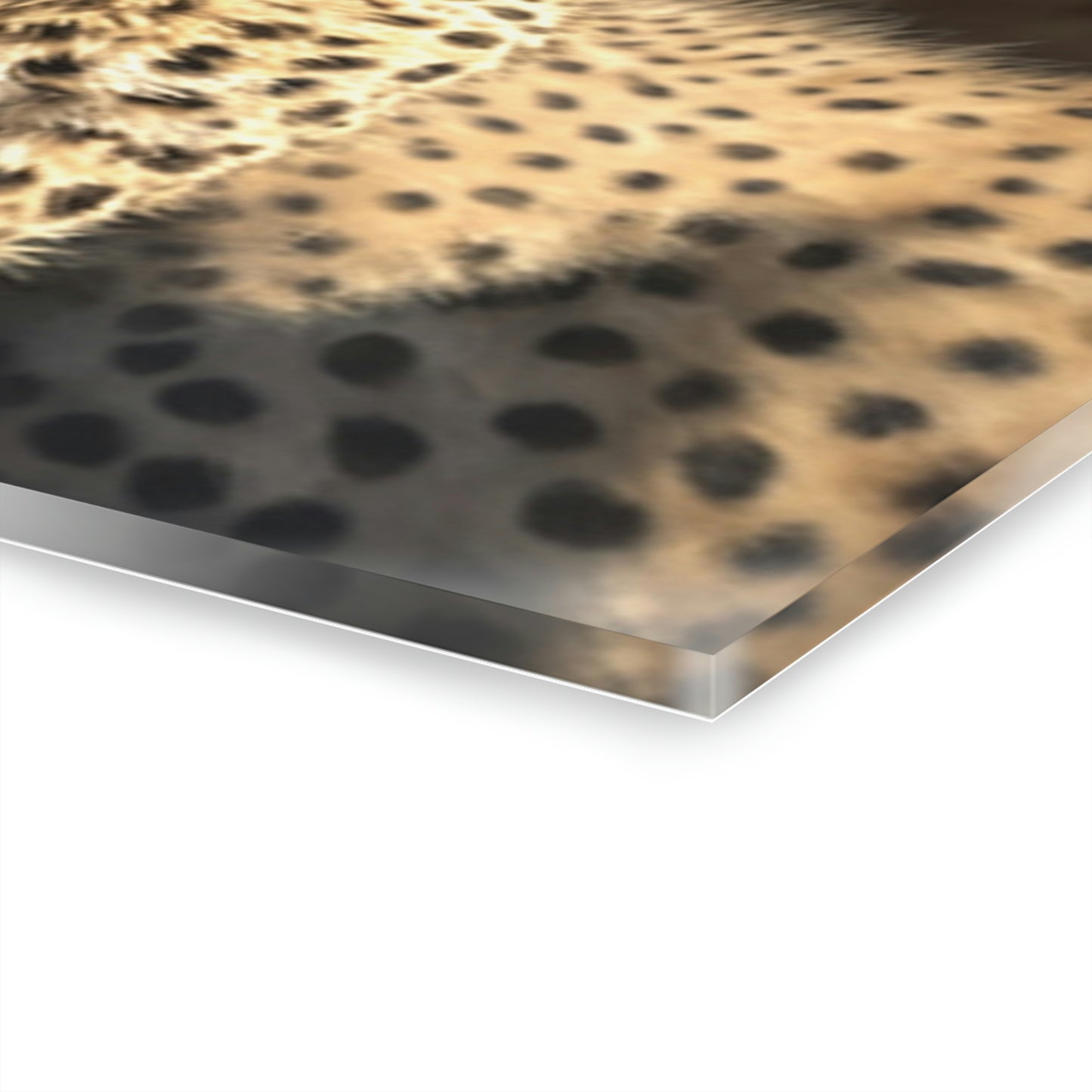Cheetah Cubs Acrylic Prints (French Cleat Hanging)