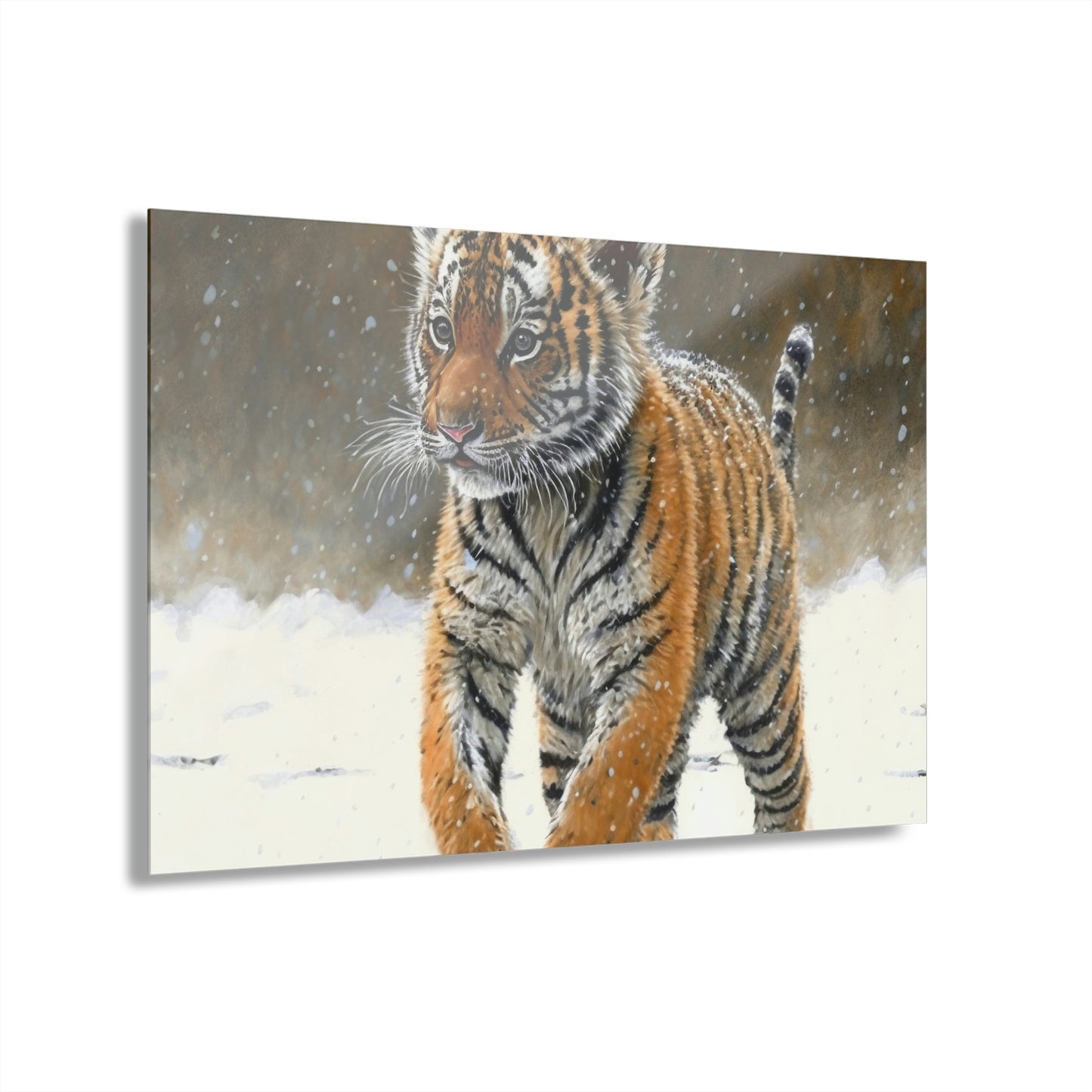 Siberian Tiger Cub Acrylic Prints (French Cleat Hanging)
