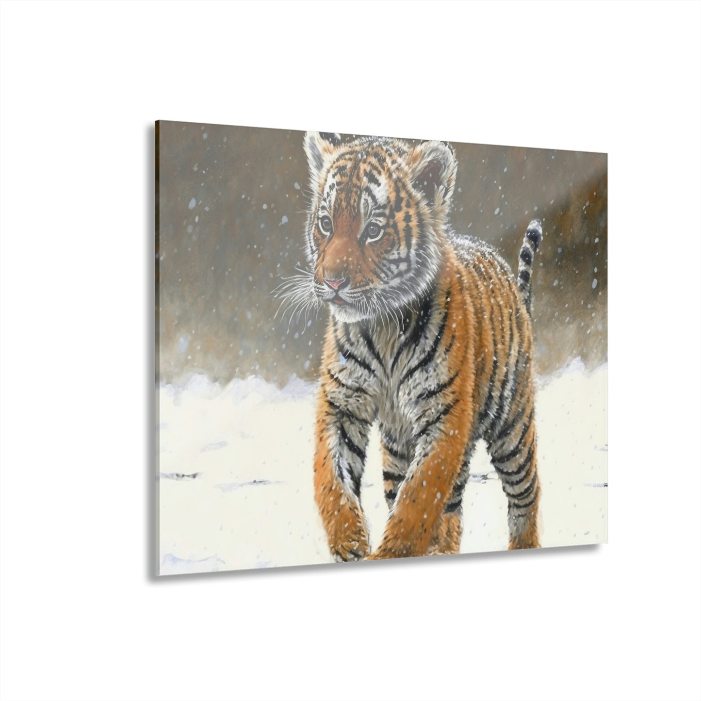 Siberian Tiger Cub Acrylic Prints (French Cleat Hanging)
